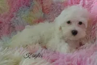 Kaylei, a female Maltipoo and Maltese for sale in Chagrin Falls, OH – 2 of 8