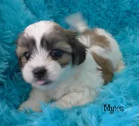 Myles, a male Maltese and Mal Shi for sale in Chagrin Falls, OH – 2 of 5