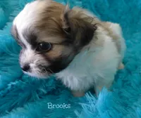 Brooks, a male Maltese and Mal Shi for sale in Chagrin Falls, OH – 3 of 6