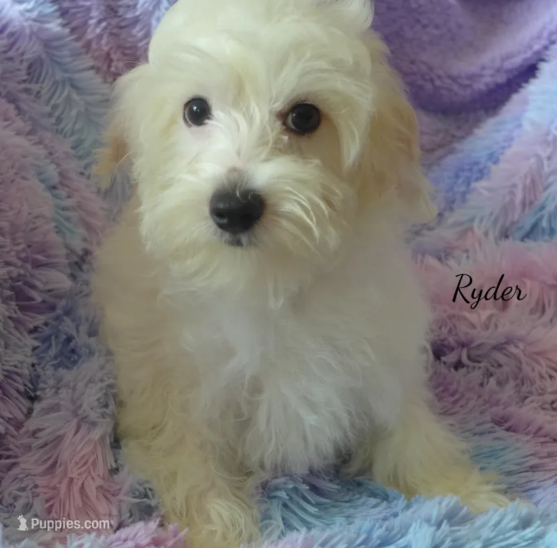 Ryder – Maltipoo, Maltese puppy for sale in Chagrin Falls, OH