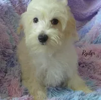 Ryder, a male Maltipoo and Maltese for sale in Chagrin Falls, OH – 2 of 5
