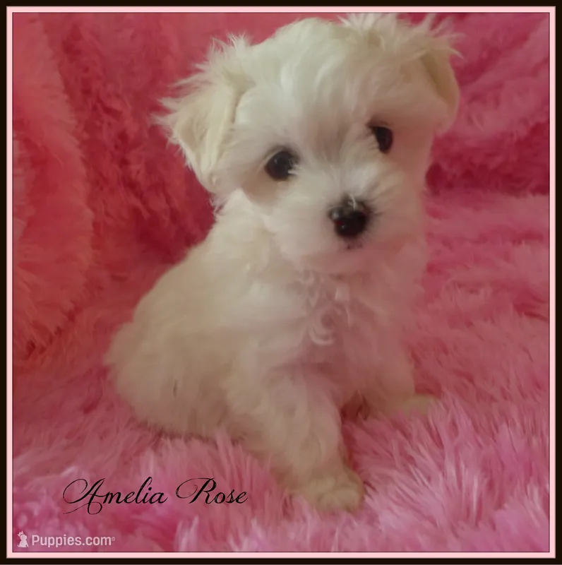 Amelia Rose – Maltipoo, Maltese puppy for sale in Chagrin Falls, OH