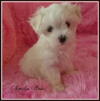 Amelia Rose, a female Maltipoo and Maltese for sale in Chagrin Falls, OH – 1 of 5