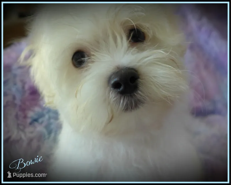 Bowie – Maltese, Mal Shi puppy for sale in Chagrin Falls, OH