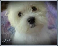 Bowie, a male Maltese and Mal Shi for sale in Chagrin Falls, OH – 1 of 6