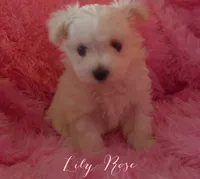 Lily Rose, a female Maltipoo and Maltese for sale in Chagrin Falls, OH – 2 of 7