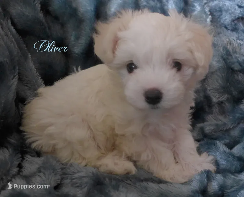 Oliver – Maltipoo, Maltese puppy for sale in Chagrin Falls, OH
