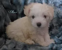 Oliver, a male Maltipoo and Maltese for sale in Chagrin Falls, OH – 1 of 5