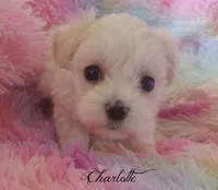 Charlotte, a female Maltipoo and Maltese for sale in Chagrin Falls, OH – Photo 1 of 7
