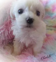 Charlotte, a female Maltipoo and Maltese for sale in Chagrin Falls, OH – Photo 7 of 7