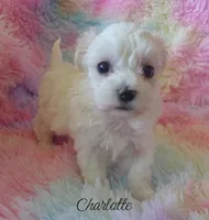 Charlotte, a female Maltipoo and Maltese for sale in Chagrin Falls, OH – Photo 4 of 7