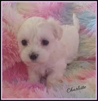 Charlotte, a female Maltipoo and Maltese for sale in Chagrin Falls, OH – Photo 3 of 7