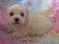 Charlotte, a female Maltipoo and Maltese for sale in Chagrin Falls, OH – Photo 6 of 7