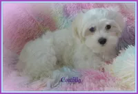 Camilla, a female Maltese and Mal Shi for sale in Chagrin Falls, OH – 5 of 10