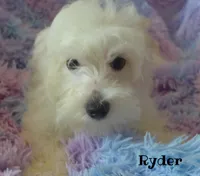Ryder, a male Maltipoo and Maltese for sale in Chagrin Falls, OH – 3 of 5