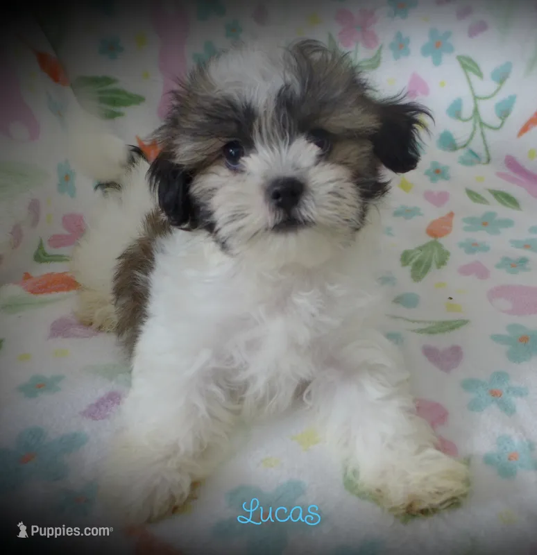 Lucas – Maltese, Mal Shi puppy for sale in Chagrin Falls, OH