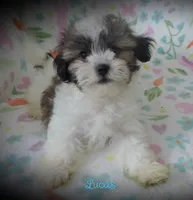 Lucas, a male Maltese and Mal Shi for sale in Chagrin Falls, OH – 1 of 5
