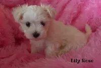 Lily Rose, a female Maltipoo and Maltese for sale in Chagrin Falls, OH – 5 of 7