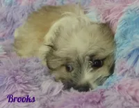 Brooks, a male Maltese and Mal Shi for sale in Chagrin Falls, OH – 5 of 7