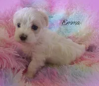Emma, a female Maltipoo and Maltese for sale in Chagrin Falls, OH – Photo 2 of 8