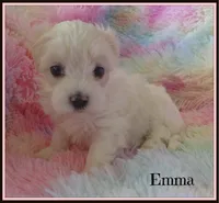 Emma, a female Maltipoo and Maltese for sale in Chagrin Falls, OH – Photo 4 of 8