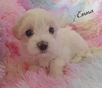 Emma, a female Maltipoo and Maltese for sale in Chagrin Falls, OH – Photo 6 of 8