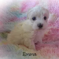 Emma, a female Maltipoo and Maltese for sale in Chagrin Falls, OH – Photo 8 of 8
