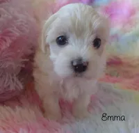 Emma, a female Maltipoo and Maltese for sale in Chagrin Falls, OH – Photo 3 of 8