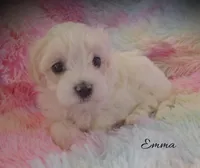 Emma, a female Maltipoo and Maltese for sale in Chagrin Falls, OH – Photo 5 of 8