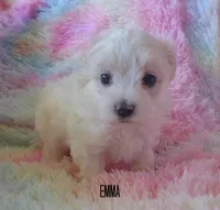 Emma, a female Maltipoo and Maltese for sale in Chagrin Falls, OH – Photo 7 of 8