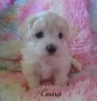 Emma, a female Maltipoo and Maltese for sale in Chagrin Falls, OH – Photo 1 of 8