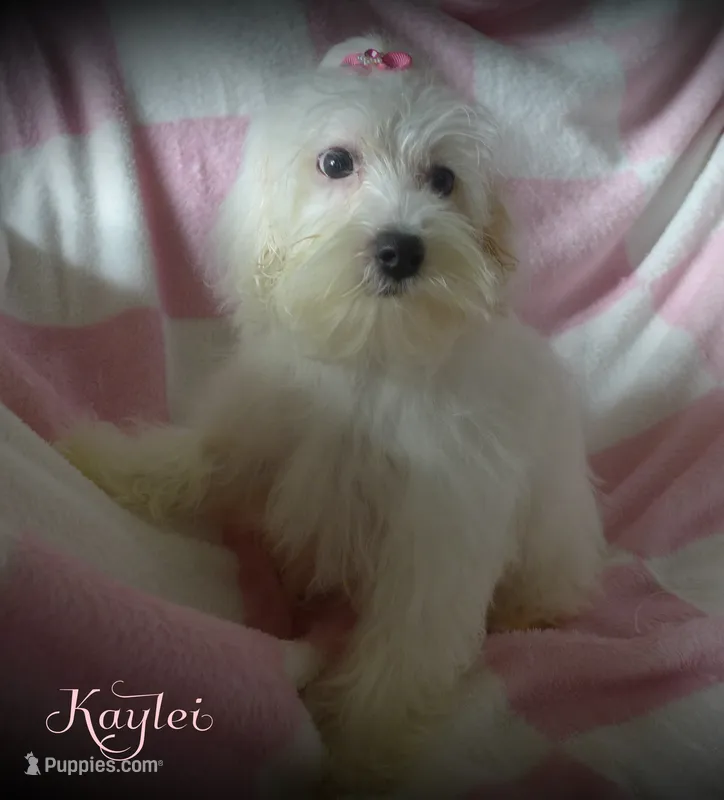 Kaylei – Maltipoo, Maltese puppy for sale in Chagrin Falls, OH