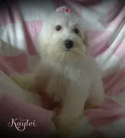 Kaylei, a female Maltipoo and Maltese for sale in Chagrin Falls, OH – 1 of 7