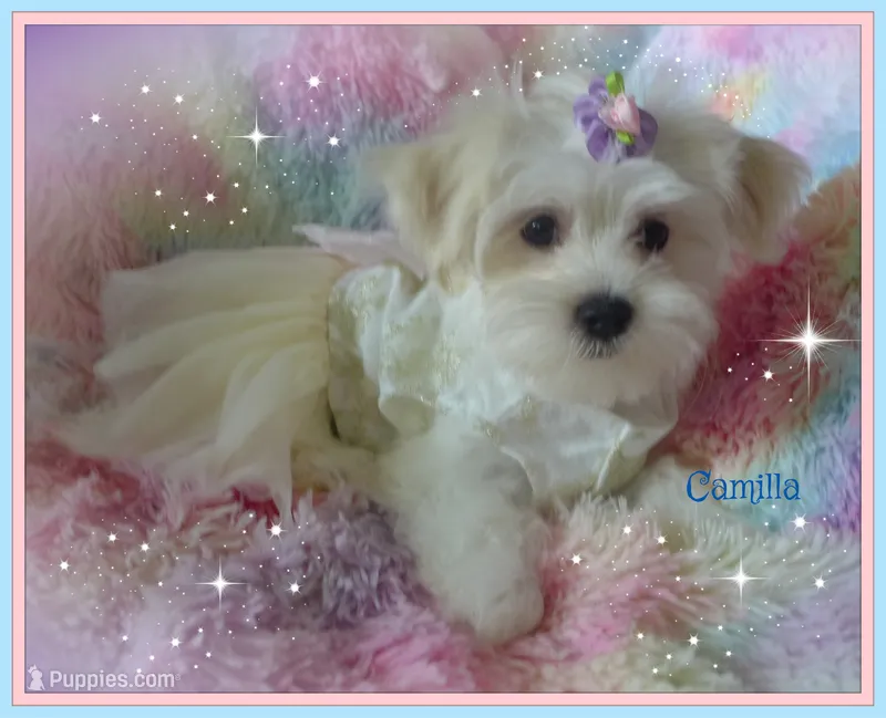 Camilla – Maltese, Mal Shi puppy for sale in Chagrin Falls, OH