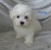 Rocky, a male Maltese for sale in Chagrin Falls, OH – 2 of 5