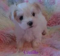 Camilla, a female Mal Shi for sale in Chagrin Falls, OH – 4 of 4