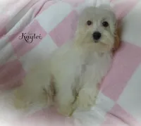 Kaylei, a female Maltipoo and Maltese for sale in Chagrin Falls, OH – 6 of 7