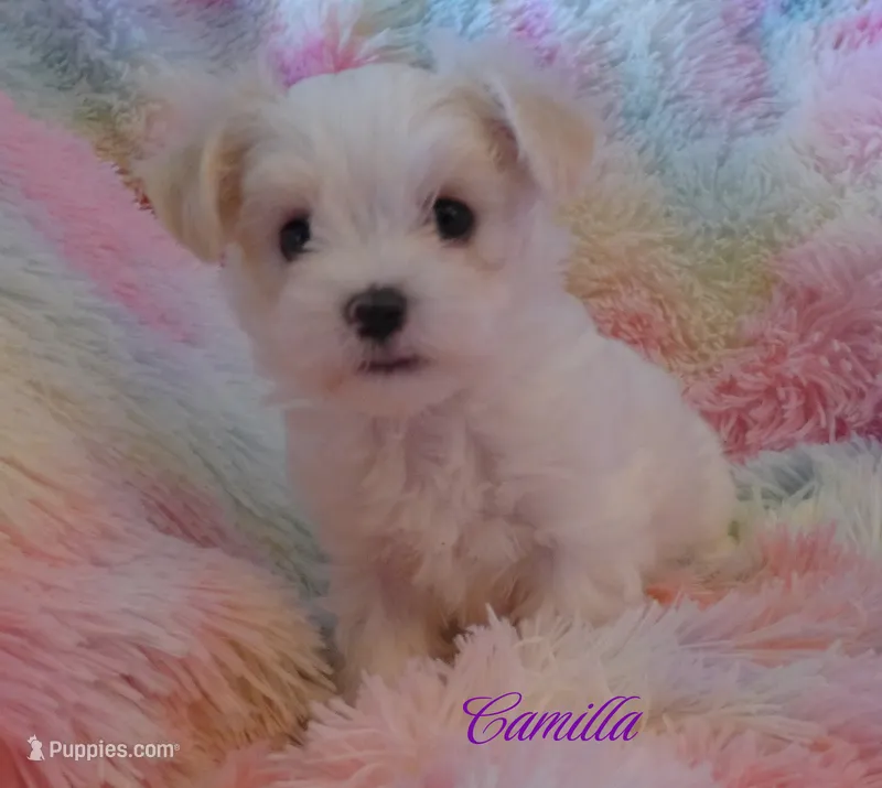 Camilla – Mal Shi puppy on hold in Chagrin Falls, OH