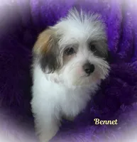 Bennet~RESERVED, a male Maltese and Mal Shi for sale in Chagrin Falls, OH – Photo 3 of 7