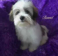 Bennet~RESERVED, a male Maltese and Mal Shi for sale in Chagrin Falls, OH – Photo 4 of 7