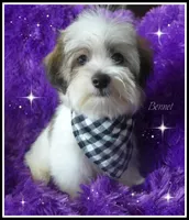 Bennet~RESERVED, a male Maltese and Mal Shi for sale in Chagrin Falls, OH – Photo 2 of 7