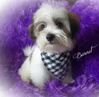 Bennet~RESERVED, a male Maltese and Mal Shi for sale in Chagrin Falls, OH – Photo 7 of 7