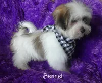 Bennet~RESERVED, a male Maltese and Mal Shi for sale in Chagrin Falls, OH – Photo 6 of 7