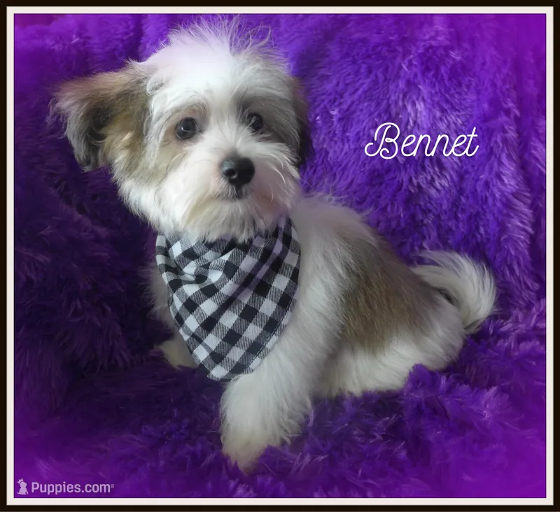 Bennet~RESERVED