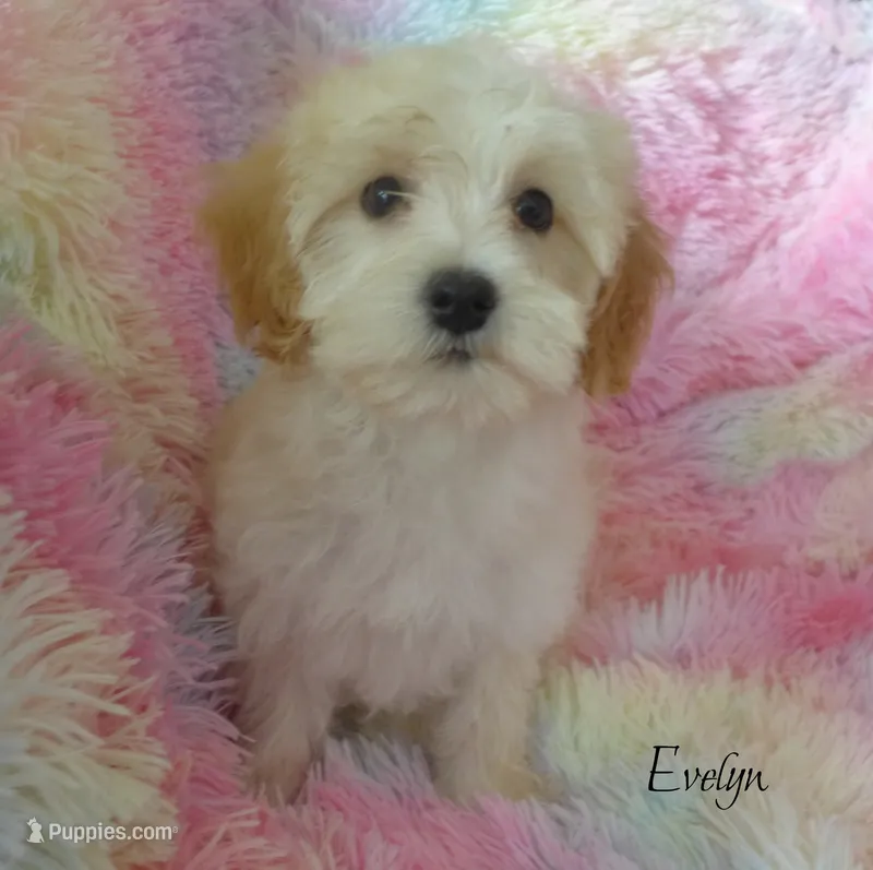 Evelyn – Maltipoo, Maltese puppy for sale in Chagrin Falls, OH