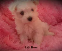 Lily Rose, a female Maltipoo and Maltese for sale in Chagrin Falls, OH – 3 of 7
