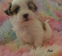 Iris, a female Maltese and Mal Shi for sale in Chagrin Falls, OH – 4 of 7