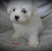 Rocky, a male Maltese for sale in Chagrin Falls, OH – 4 of 5