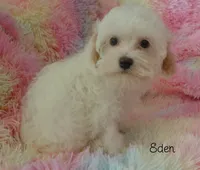 Eden, a female Maltipoo and Maltese for sale in Chagrin Falls, OH – 2 of 6