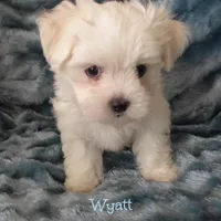 Wyatt, a male Mal Shi for sale in Chagrin Falls, OH – 2 of 6
